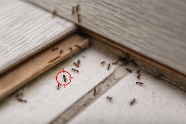 Best Commercial Pest Control Services  in Boiling Spring Lakes, NC