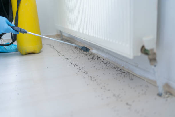 Reliable Boiling Spring Lakes, NC Pest Control Solutions