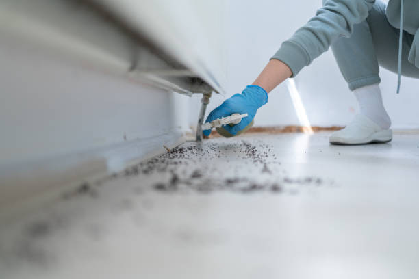 Best Bed Bug Extermination  in Boiling Spring Lakes, NC